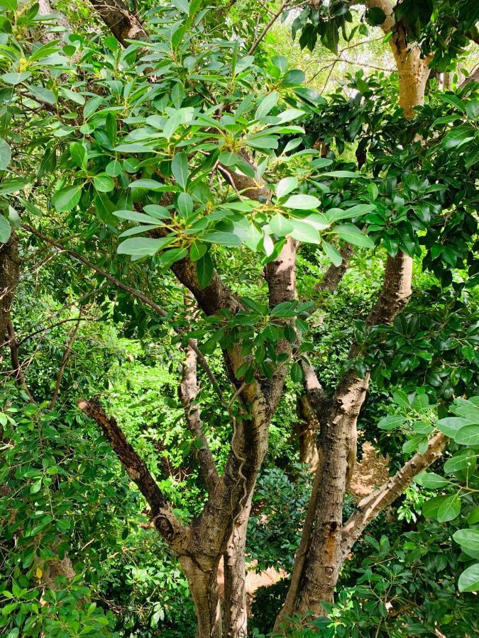 Villa Antilope แคนคูน ภายนอก รูปภาพ